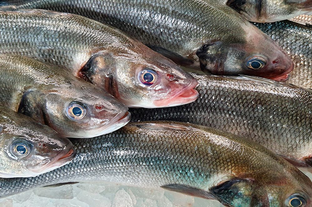 Fischöl und braunes Fett: eine interessante Spur, die man genau verfolgen sollte