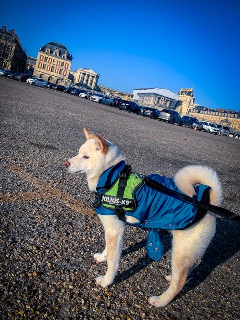 First run with Ti-Kitsune, photo 4