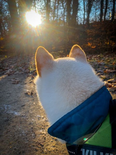 First run with Ti-Kitsune, photo 1