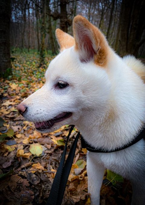 Run in the château park with Ti-Kitsune, photo 2