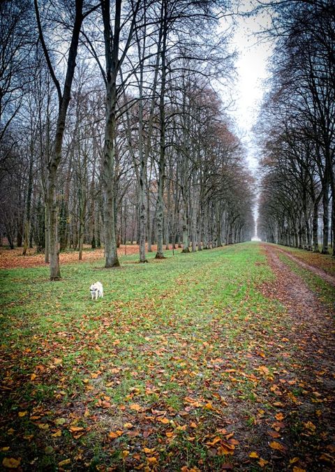 Run in the château park with Ti-Kitsune, photo 5