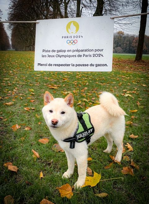Run in the château park with Ti-Kitsune, photo 8