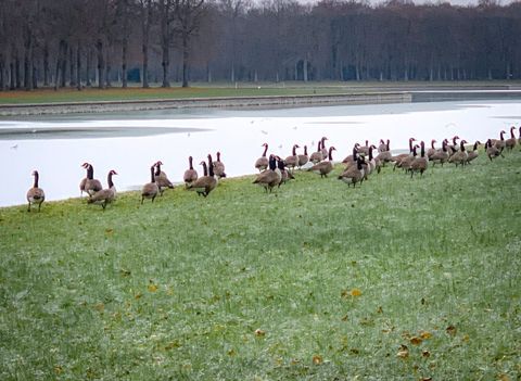 Run in the château park with Ti-Kitsune, photo 11