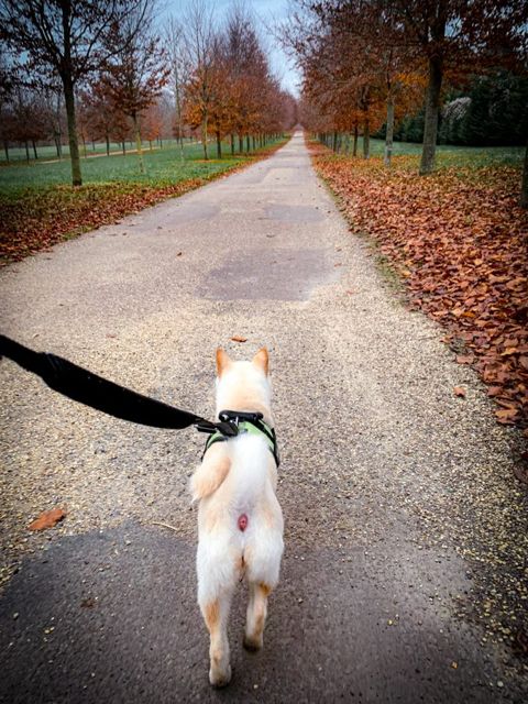 Run in the château park with Ti-Kitsune, photo 15