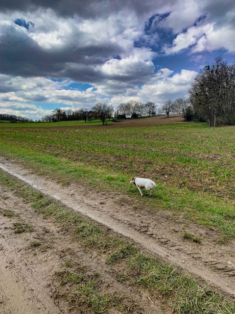 21 km run with Jumpy, Alsace, photo 9