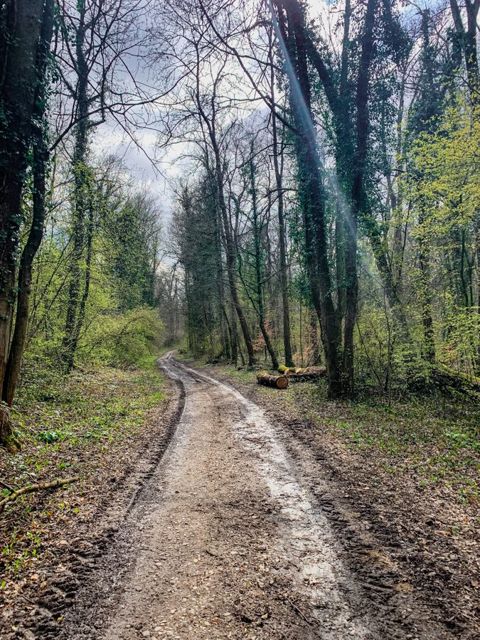 21 km run with Jumpy, Alsace, photo 6