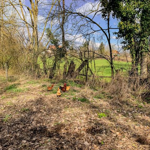 21 km run with Jumpy, Alsace, photo 2